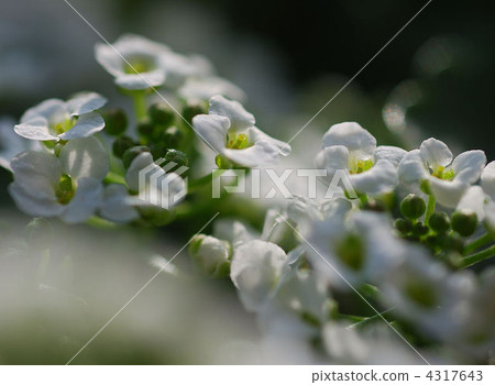 sweet alyssum, alyssum, bloom 4317643