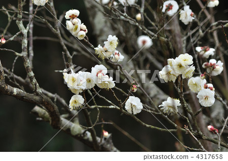 白色李子開花李子庭院 4317658