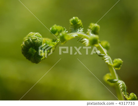 薇 發芽 淡黃綠色 4317733