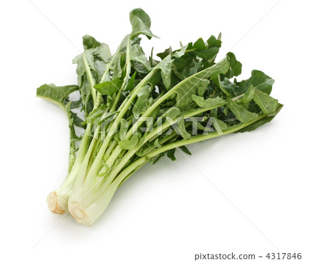 Chicory Catalonia 4317846