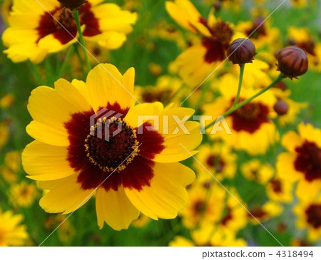 Choledopsis (spring car chrysanthemum or snake eyes grass) 4318494