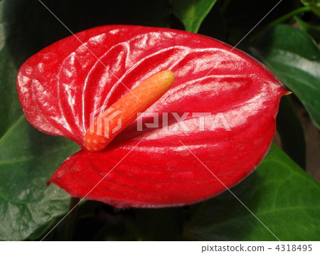 Anthurum (red) 4318495