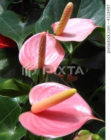Anthurum（粉紅冠軍） 4318497