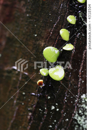 Image of the skin and Mameuta 1 Image of the skin and Mameuta 1 4318504