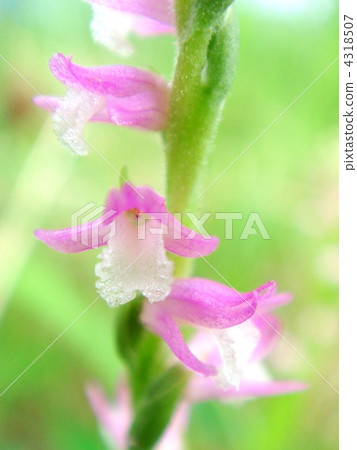 螺絲香蕉 4318507