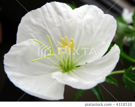 Tsukimisso：月見草（白色） 4318510