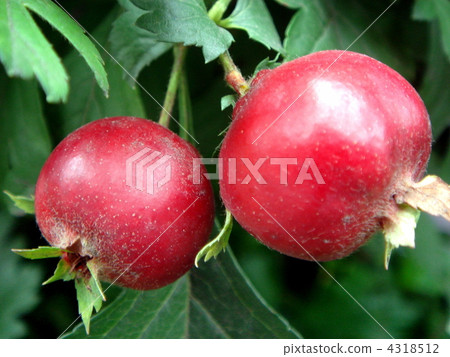 Hawthorn (Yamako) Hawthorn (Yamako) 4318512