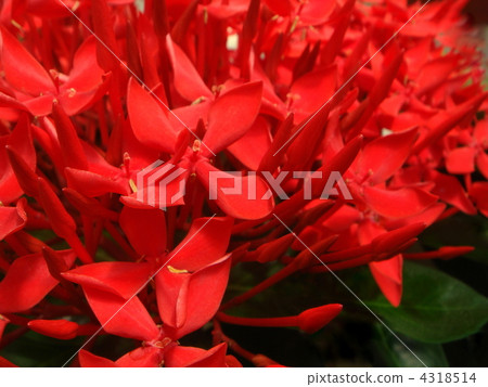 桑塔卡（Iksora·Kokunesia） 4318514