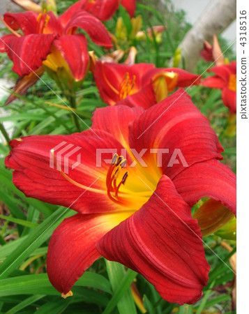 Hemerokarisu 4318516