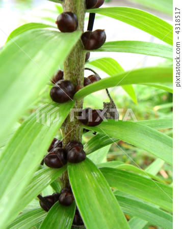 Onigiri竹草 Onigiri竹草 4318517