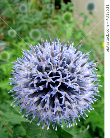 Ruritamarasami 4318531