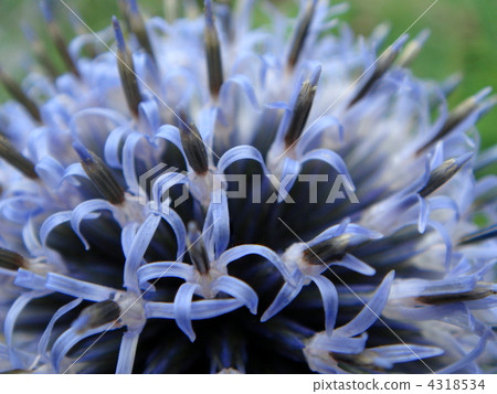 Ruritamaazami 4318534