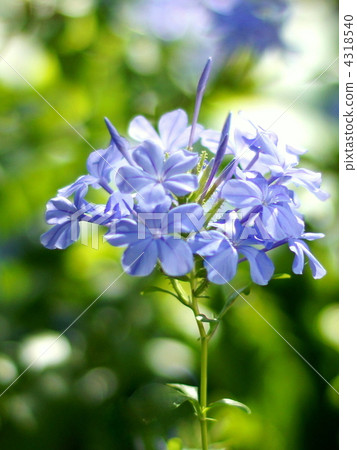 Ruri Matsuri 4318540