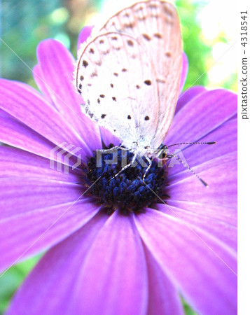 Osteopedermalm (purple): Dimorphoseca and monsili butterfly 4318541