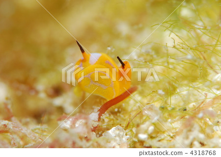 Nuushi Nuushi 4318768