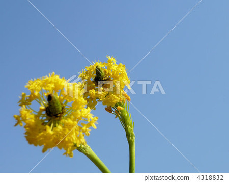 Brubinella Brubinella 4318832