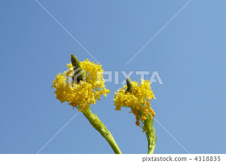 Brubinella Brubinella 4318835