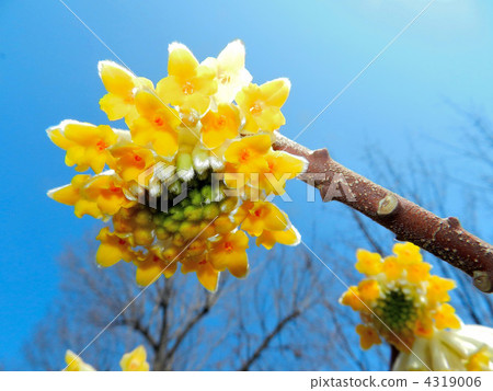 Mitumata flowers 4319006