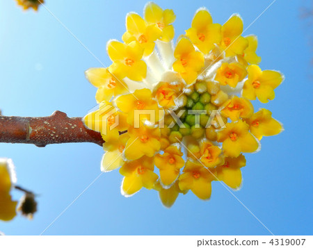 Mitumata花 4319007