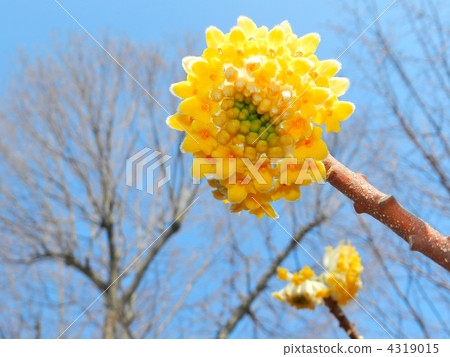 Mitumata花 Mitumata花 4319015