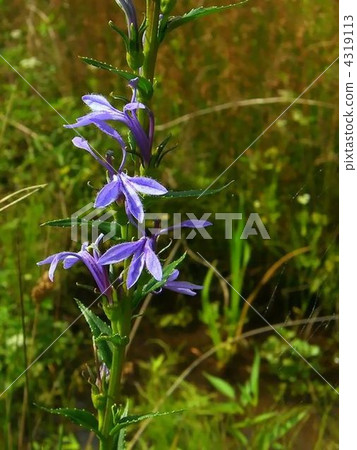 Flowers of Sawafuukyo famous for poisonous plants 4319113