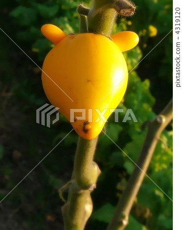 獨特的水果Tsunonasu 4319120