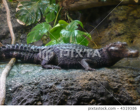 crocodile crocodile 4319386