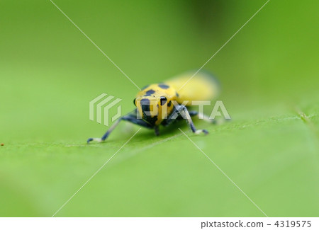 Tsunagogyo Oshoko 4319575