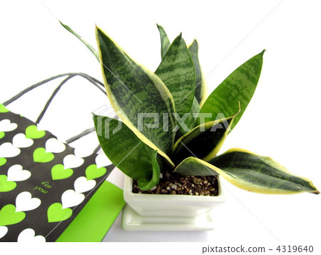 Sansuberia gift image 4319640