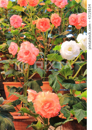 海棠花園 4319834