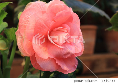 海棠花園 4319835