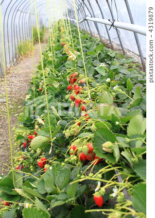 Ishigaki Ichigo 4319879