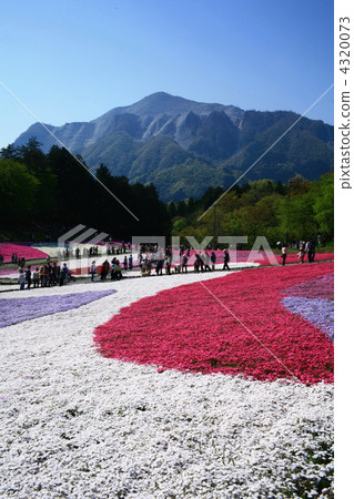 Mount Bukō, moss phlox, yozan park 4320073
