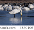 Tundra swan 4320106