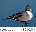 Pintail 4320108