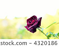 Rose   4320186