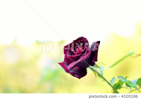 Rose   4320186