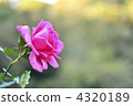 Rose   4320189