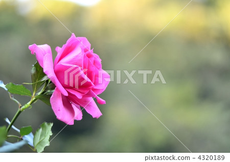 Rose   4320189