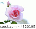 Rose   4320195