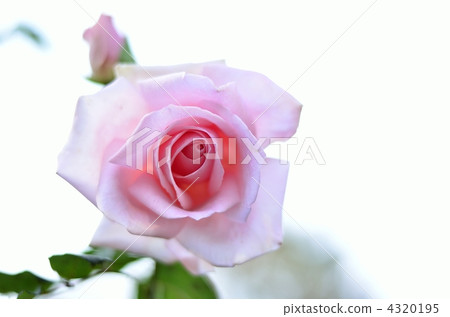 Rose   Rose   4320195