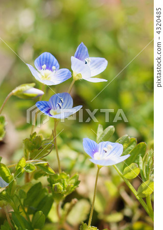 波斯Speedwell 波斯Speedwell 4320485