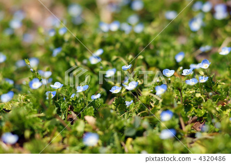 波斯Speedwell 4320486