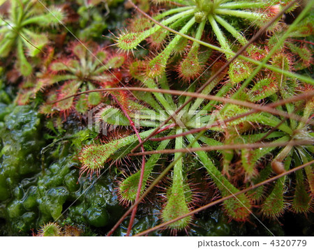 威爾士洋蔥 威爾士洋蔥 4320779