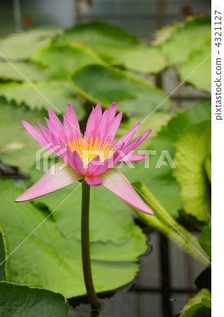 tropical water lily, tropical plants, water lily 4321127
