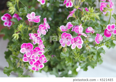 中提琴 日本貼梗海棠 底圖 4321485