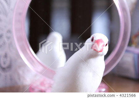 佛！伯肯的女巫鳥好奇地盯著 4321566