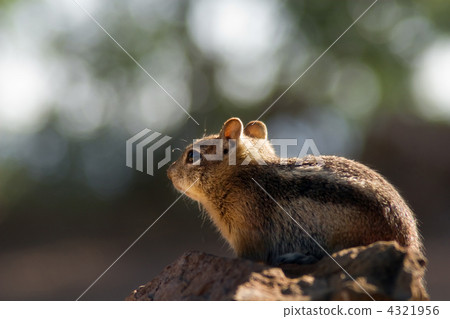 大峽谷的花栗鼠 4321956
