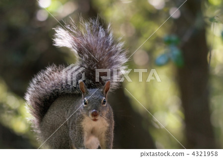 Curious full gray squirrel 4321958