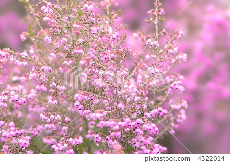 Janome Erika 4322014